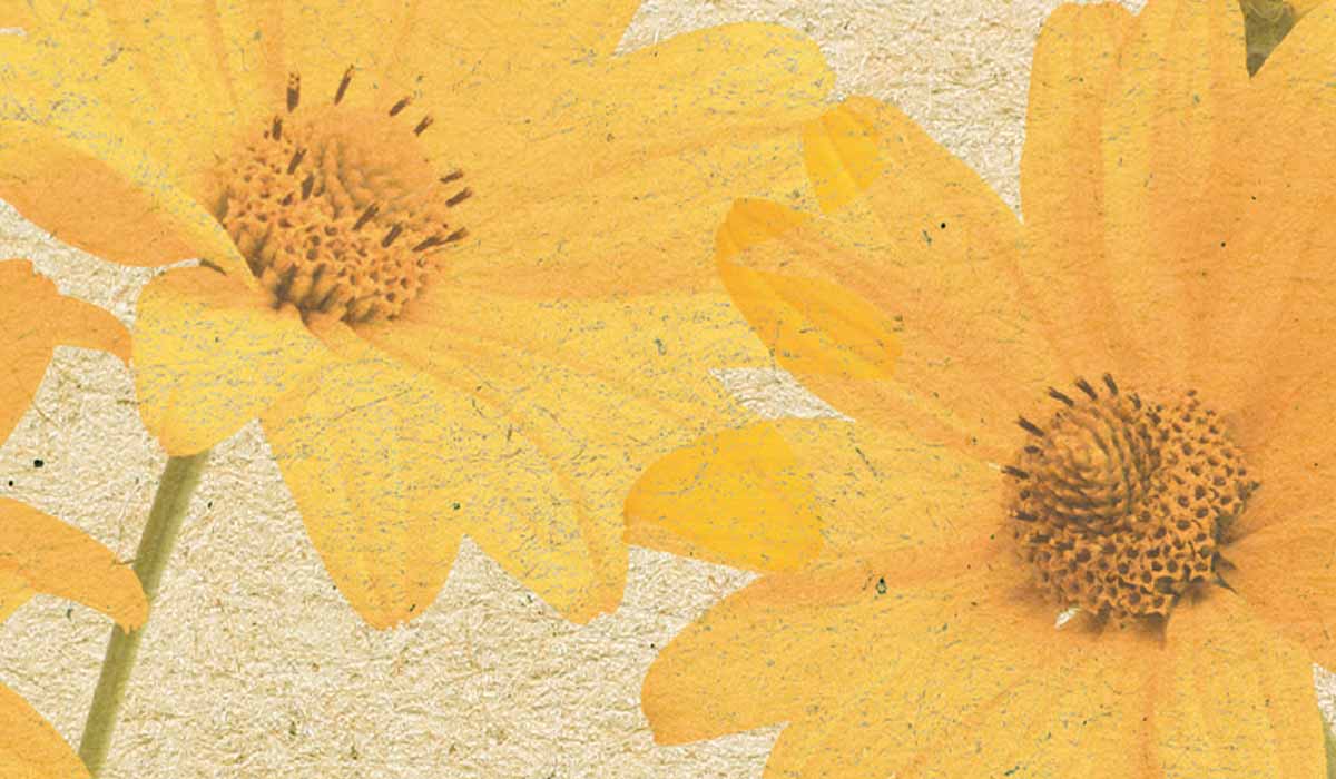 gezeichnete Sonnenblume auf braunem Papier