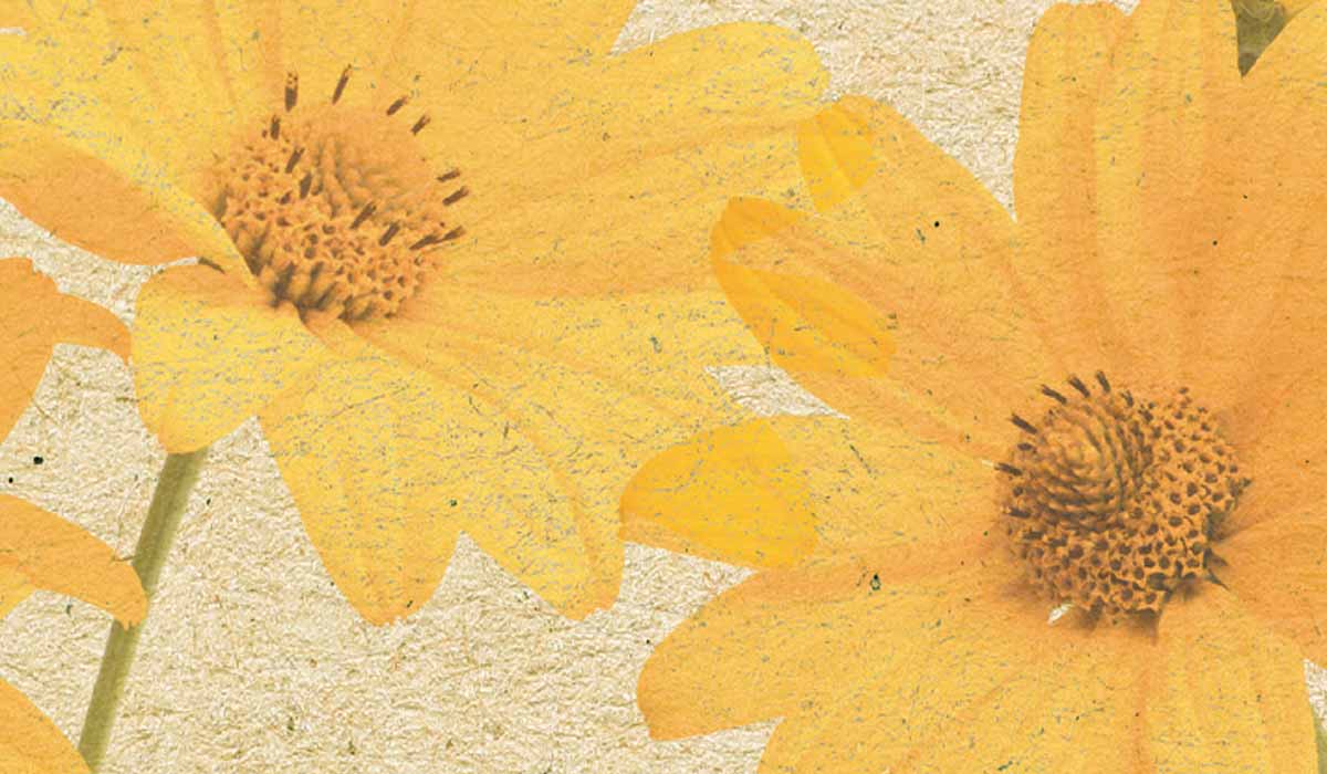 Sonnenblumen gezeichnete Sonnenblume auf braunem Papier