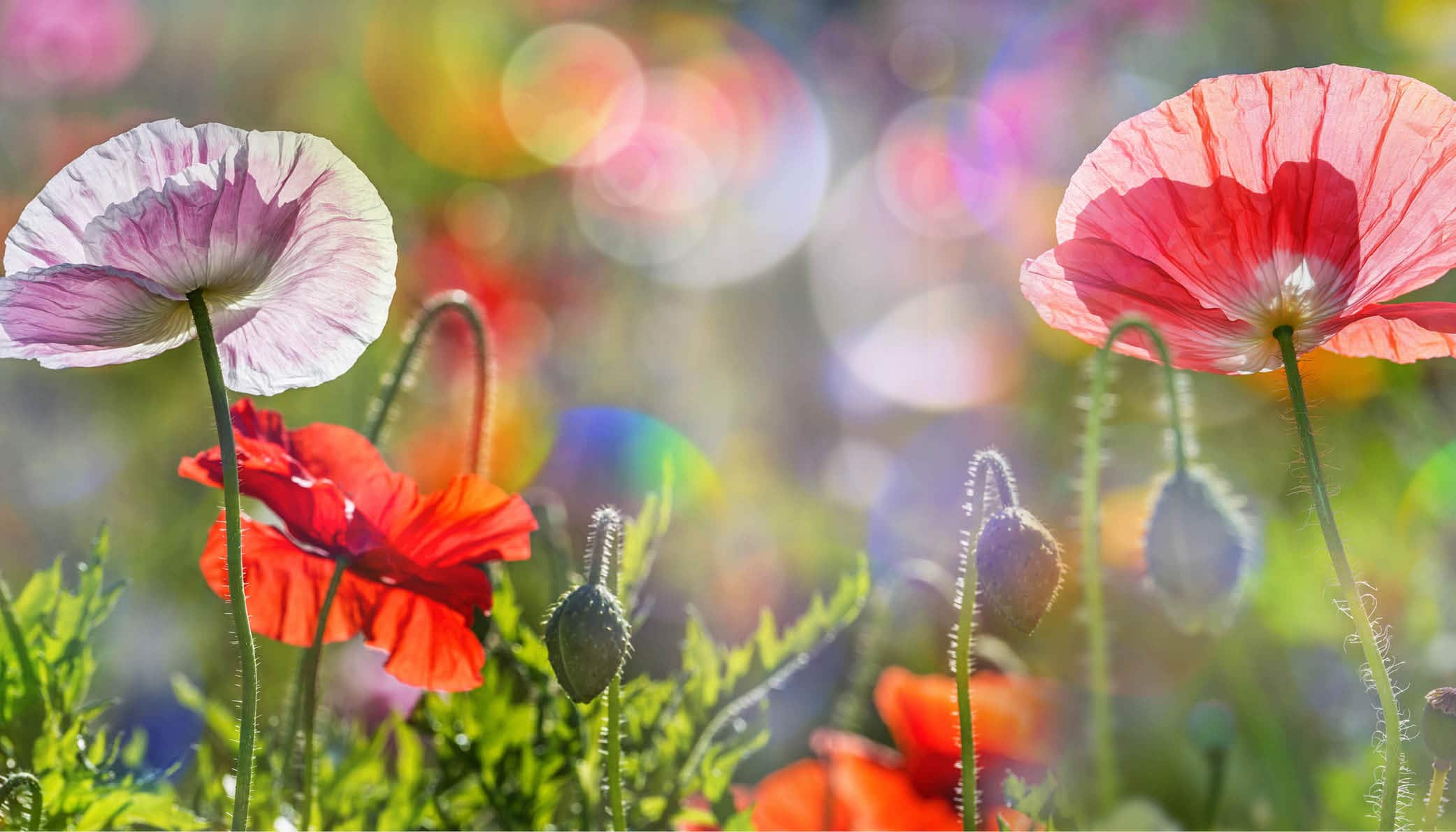 Blogartikel Sags mit Blumen