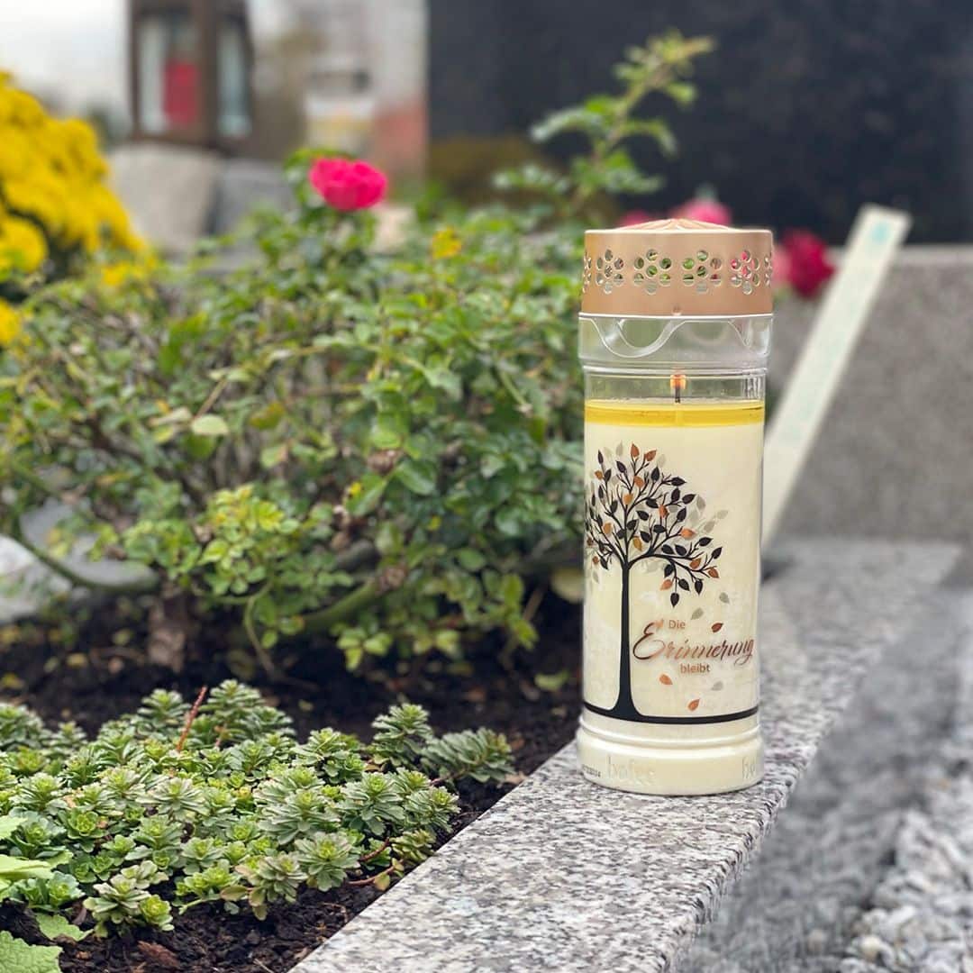 Hofer Premium 7 Tage Grabkerze, GOLDBAUM Friedhof Hofer Premium 7 Tage Grabkerze, GOLDBAUM Friedhof