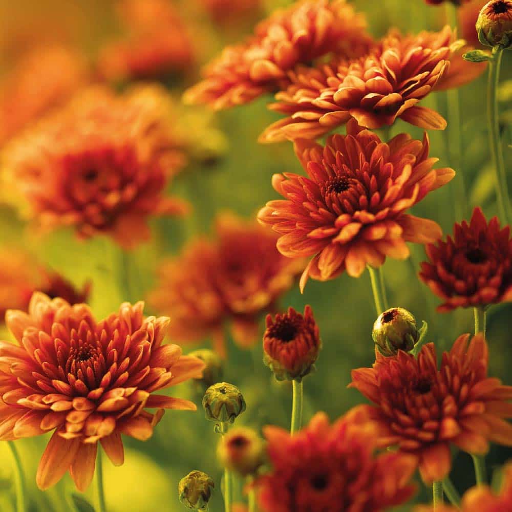 Hofer Premium 4 Tage Grabkerze, HERBSTBLUME Hofer Premium 4 Tage Grabkerze, HERBSTBLUME