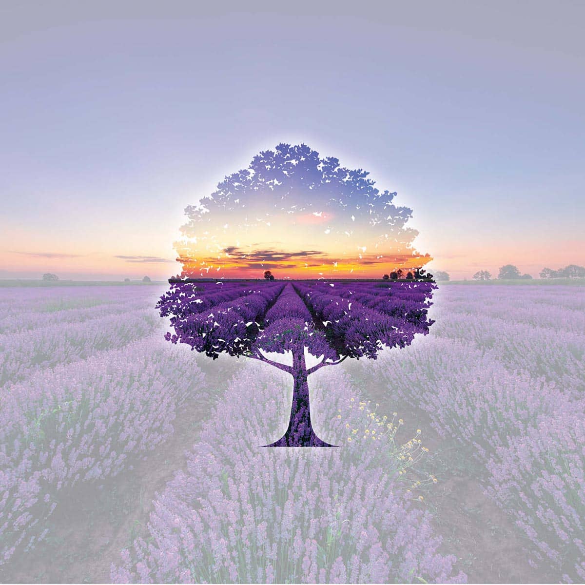 Motiv Abbildung Baum auf Lavendelfeld