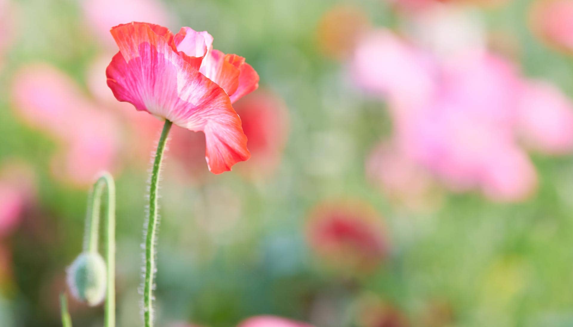 Blume im Feld für Trauerrituale