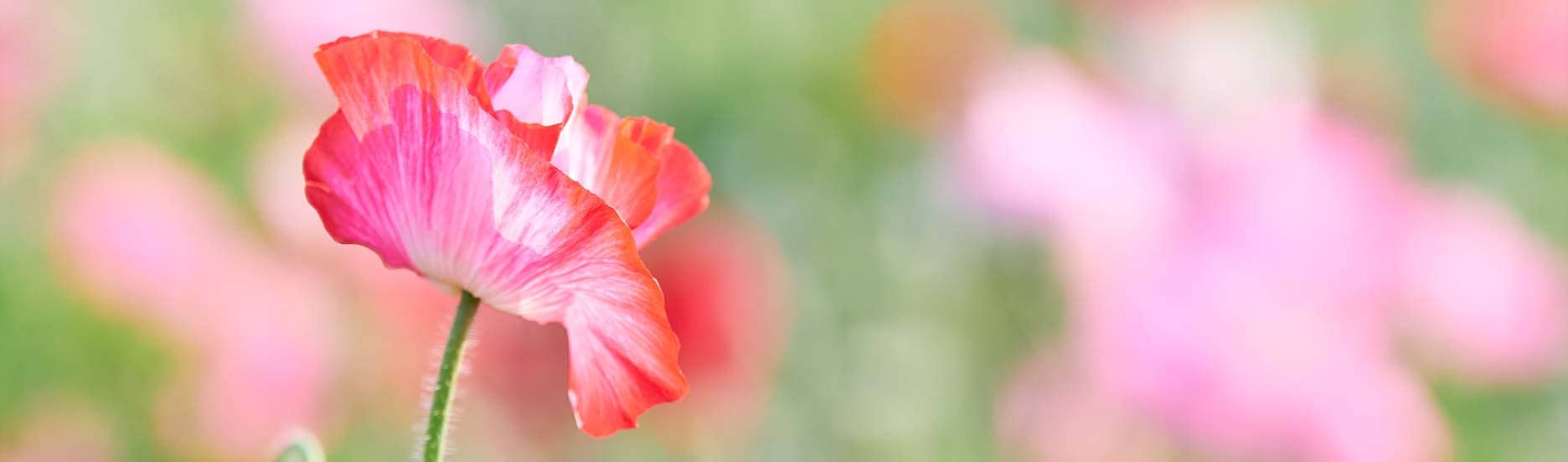 Blume | Kerzen für Sternenkinder