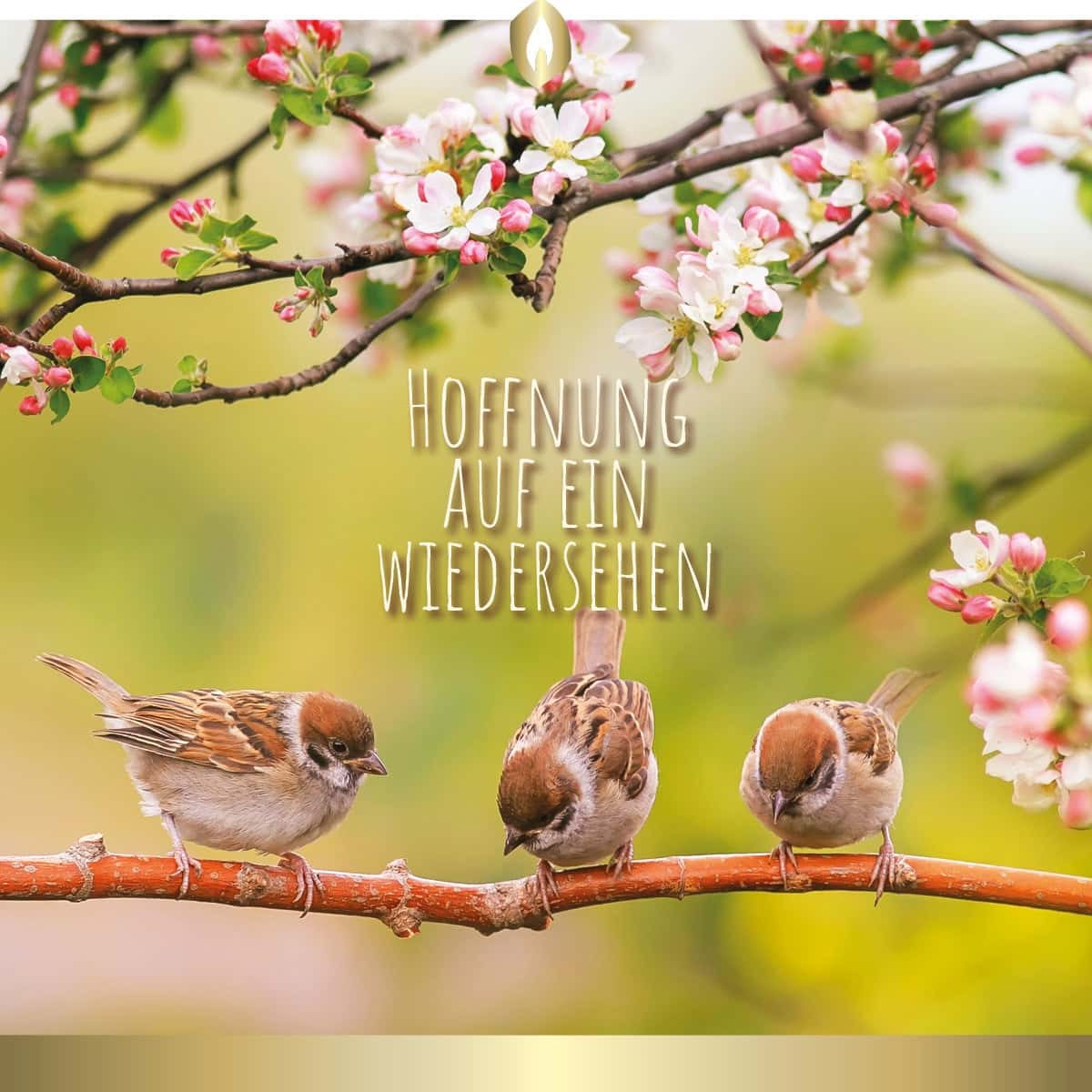 Etikett Hofer Premium 7 Tage Motivlicht, FRÜHLING