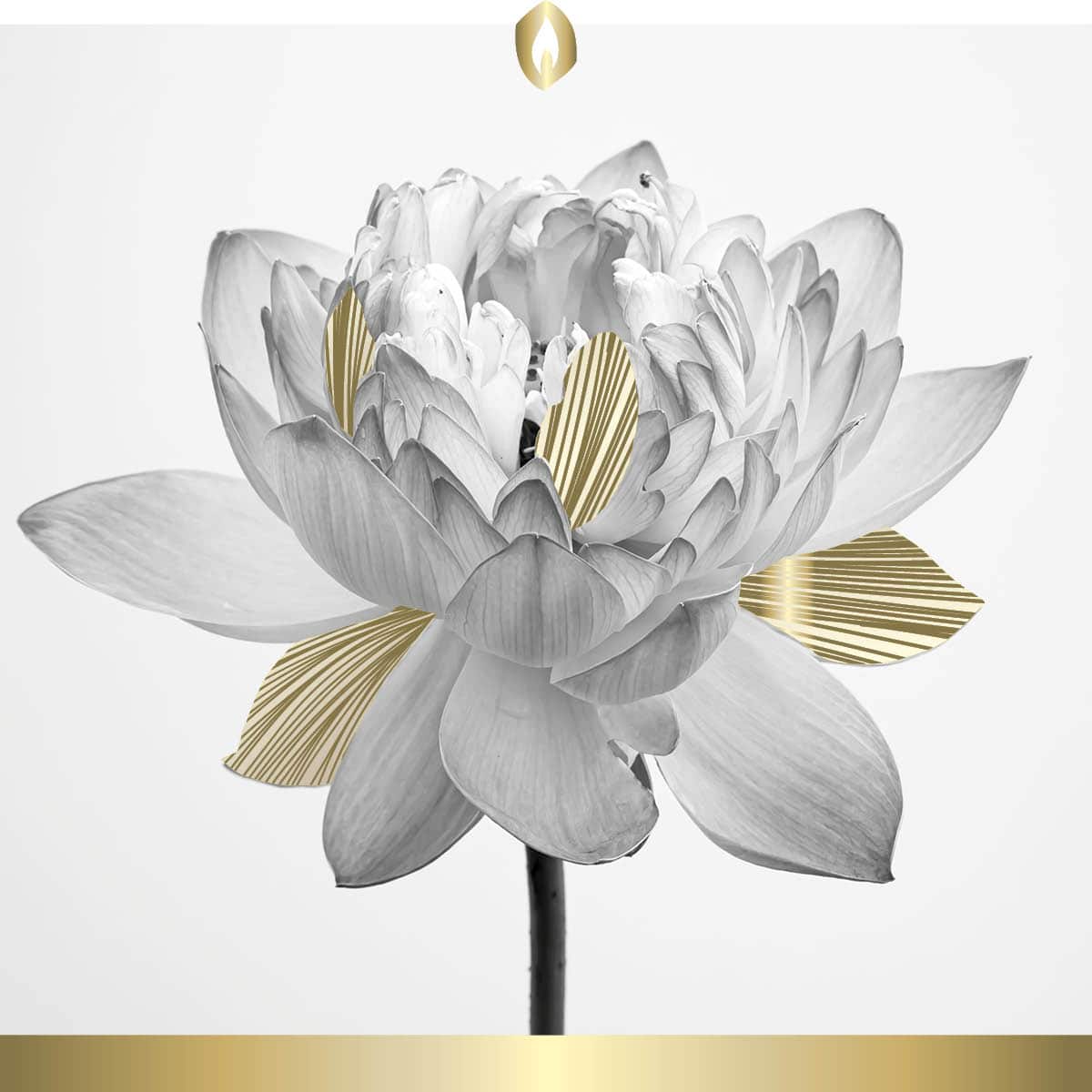 Hofer Premium 7 Tage Grabkerze, LOTUSBLUME Hofer Premium 7 Tage Grabkerze, LOTUSBLUME