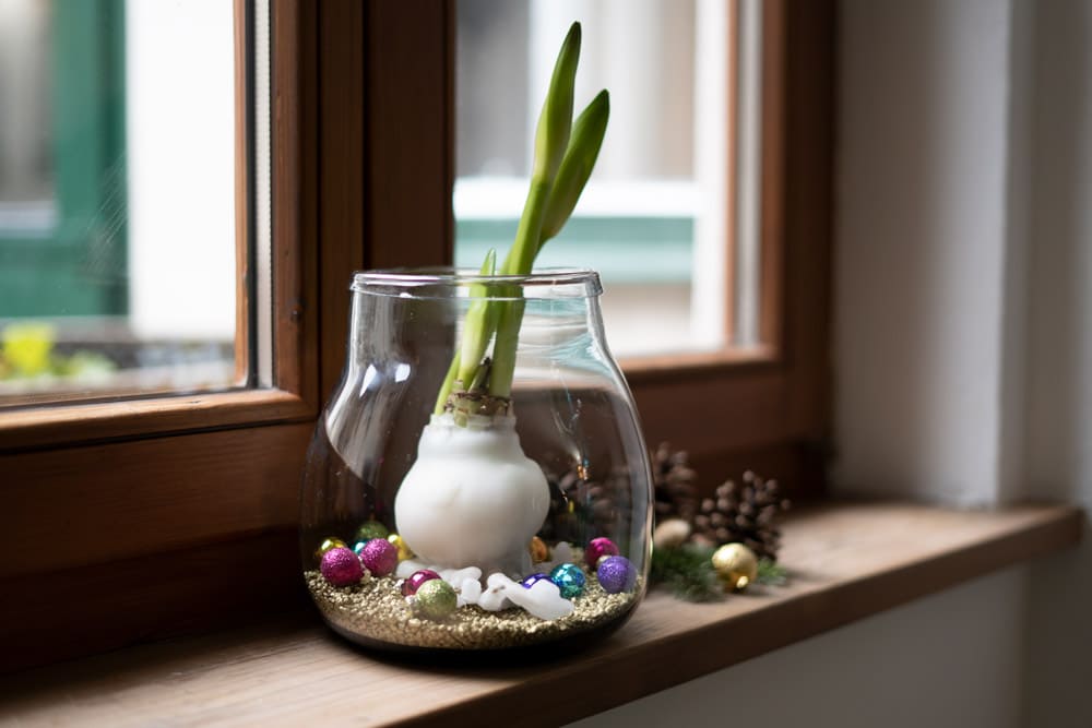 Blumenzwiebel in Wachs auf Fensterbank