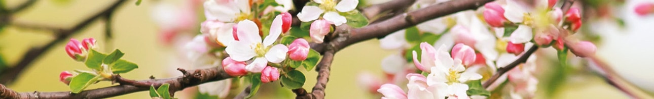 Blüten blühender Baum