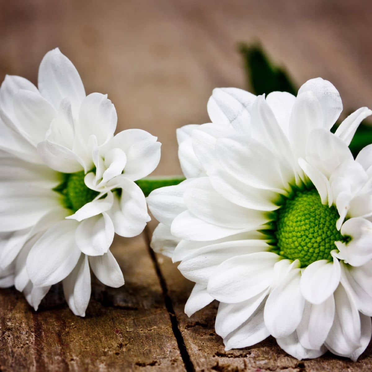 Hofer Premium 4 Tage Grabkerze, CHRYSANTHEME Hofer Premium 4 Tage Grabkerze, CHRYSANTHEME