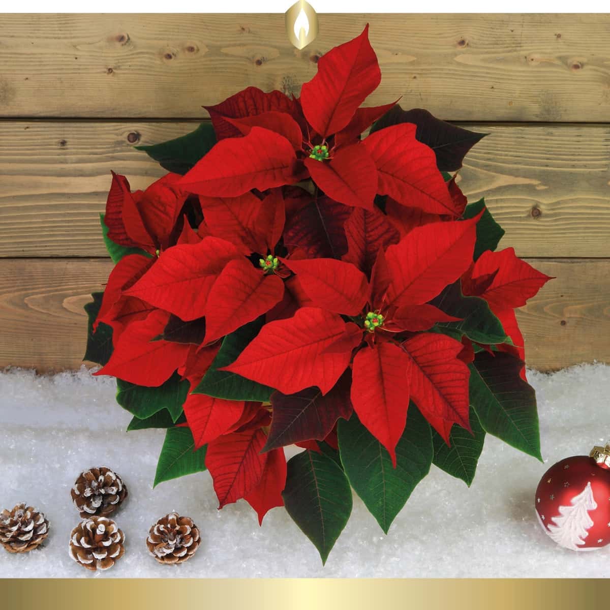 Etikett Hofer Premium 7 Tage Grabkerze, WEIHNACHTSSTERN