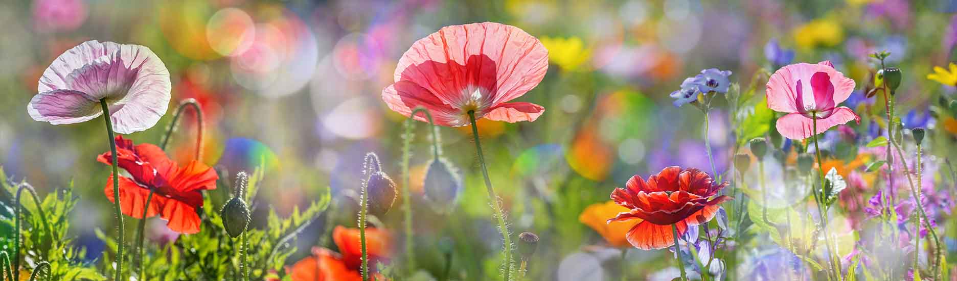 Blumenwiese bunte Blumenwiese | Kerzen für Sternenkinder