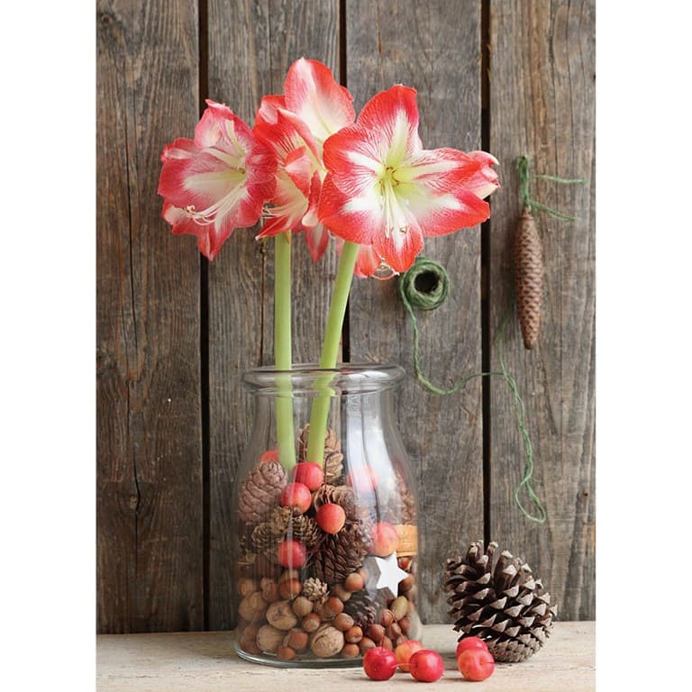 Gedenkkerze im Glas, AMARYLLIS