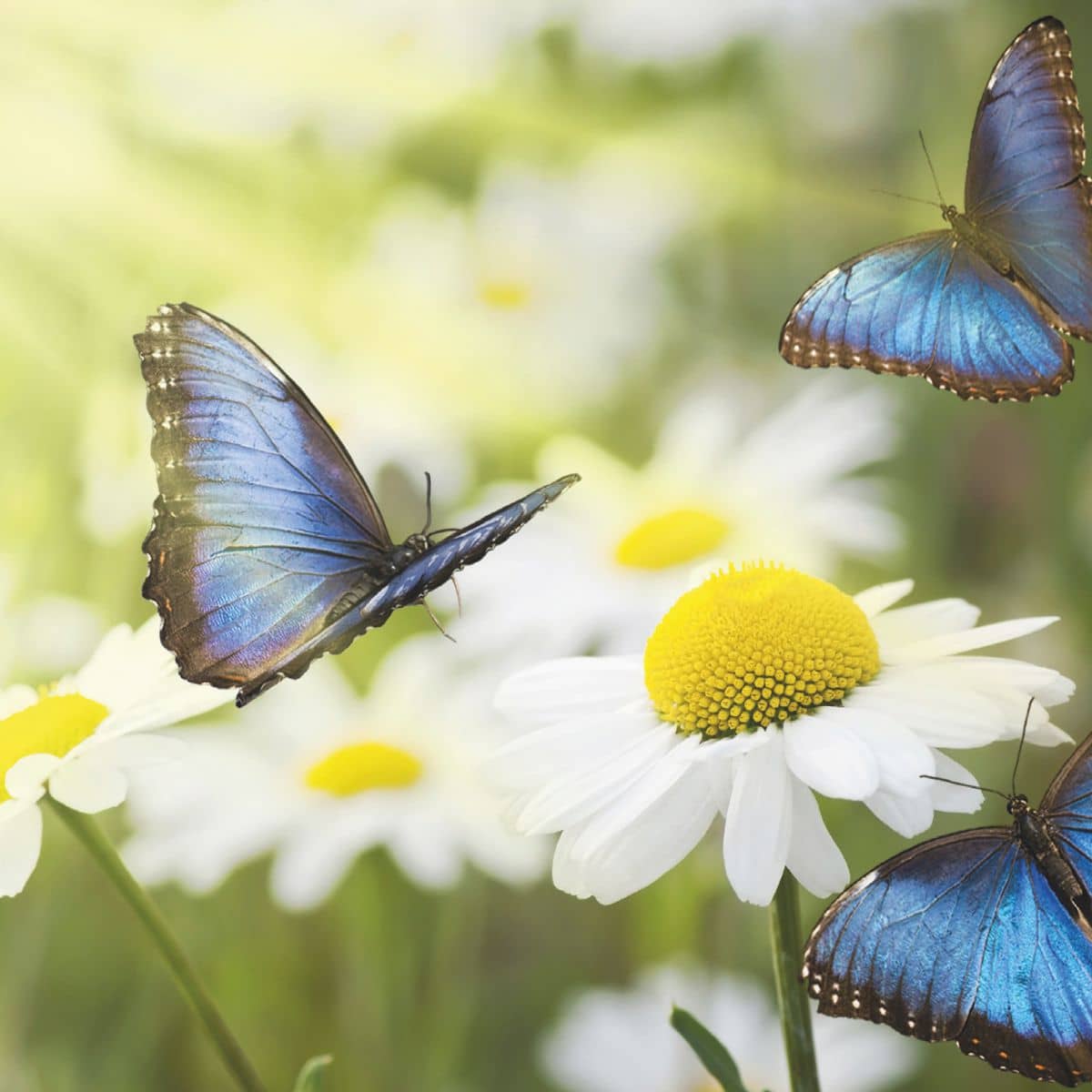 Motiv Margariten mit blauen Schmetterlingen