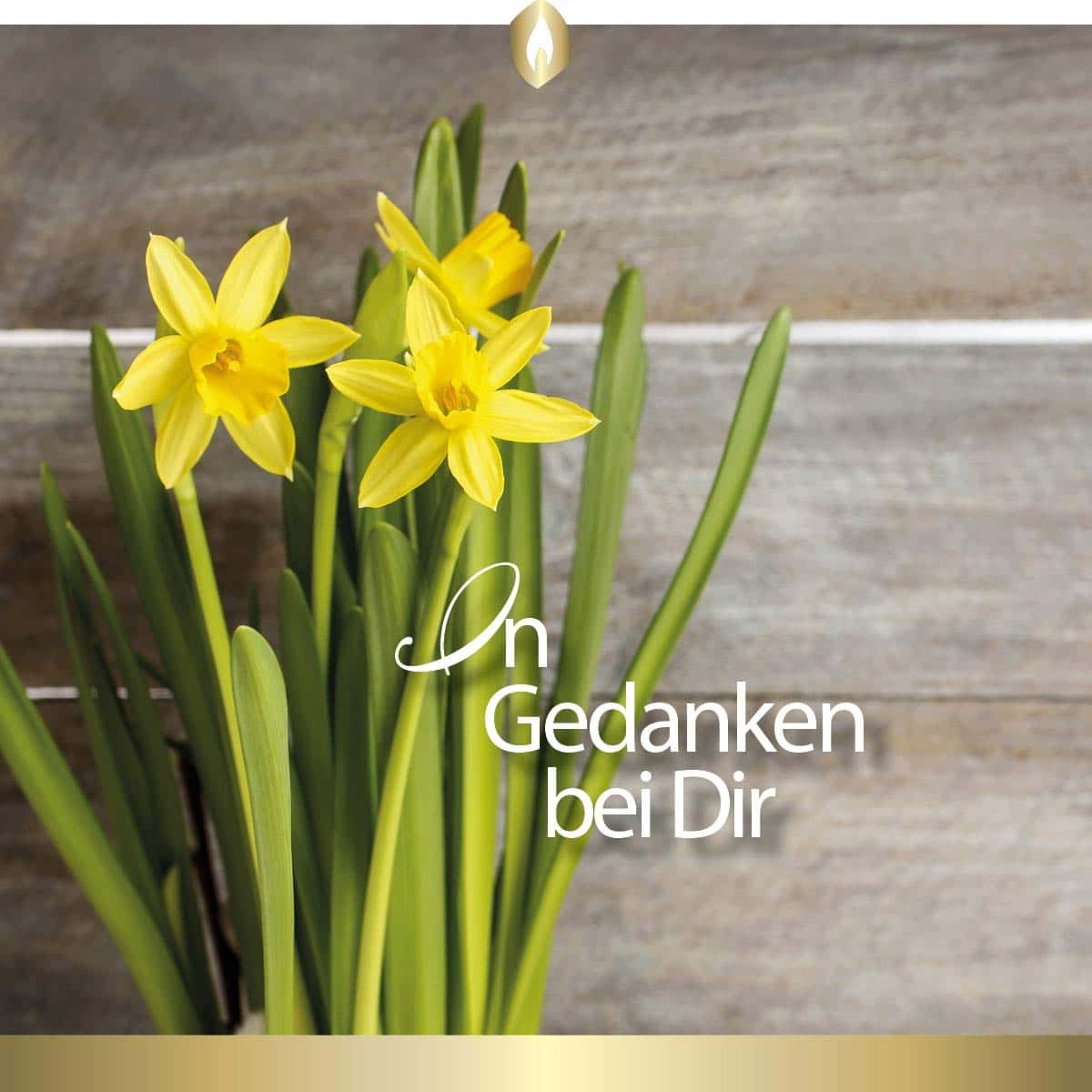 Etikett Hofer Premium 7 Tage Grabkerze, NARZISSE