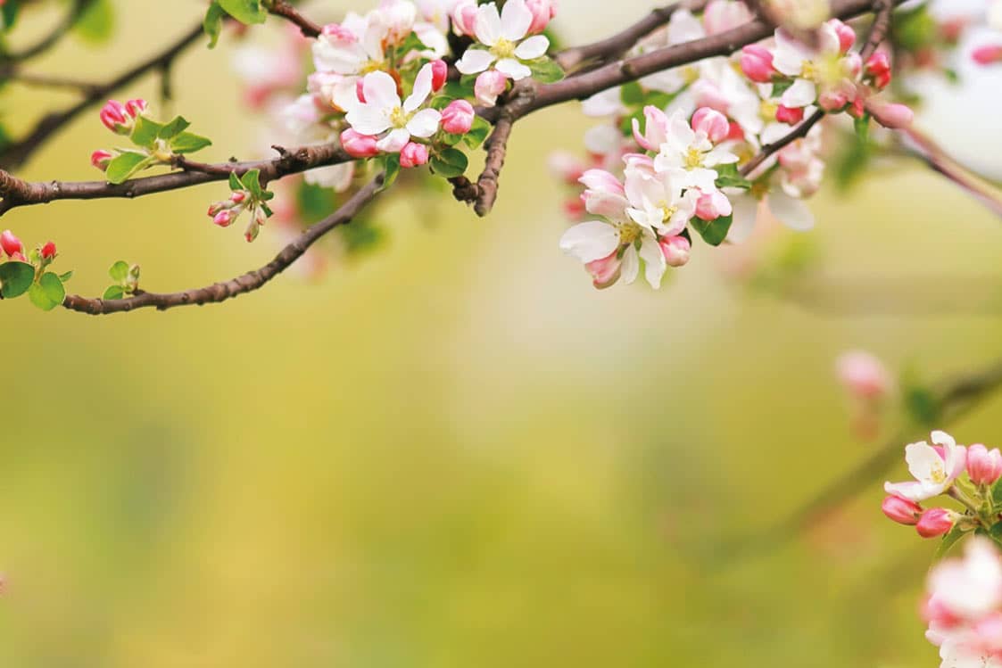 blühender Baum mit weißen und rosa Blüten