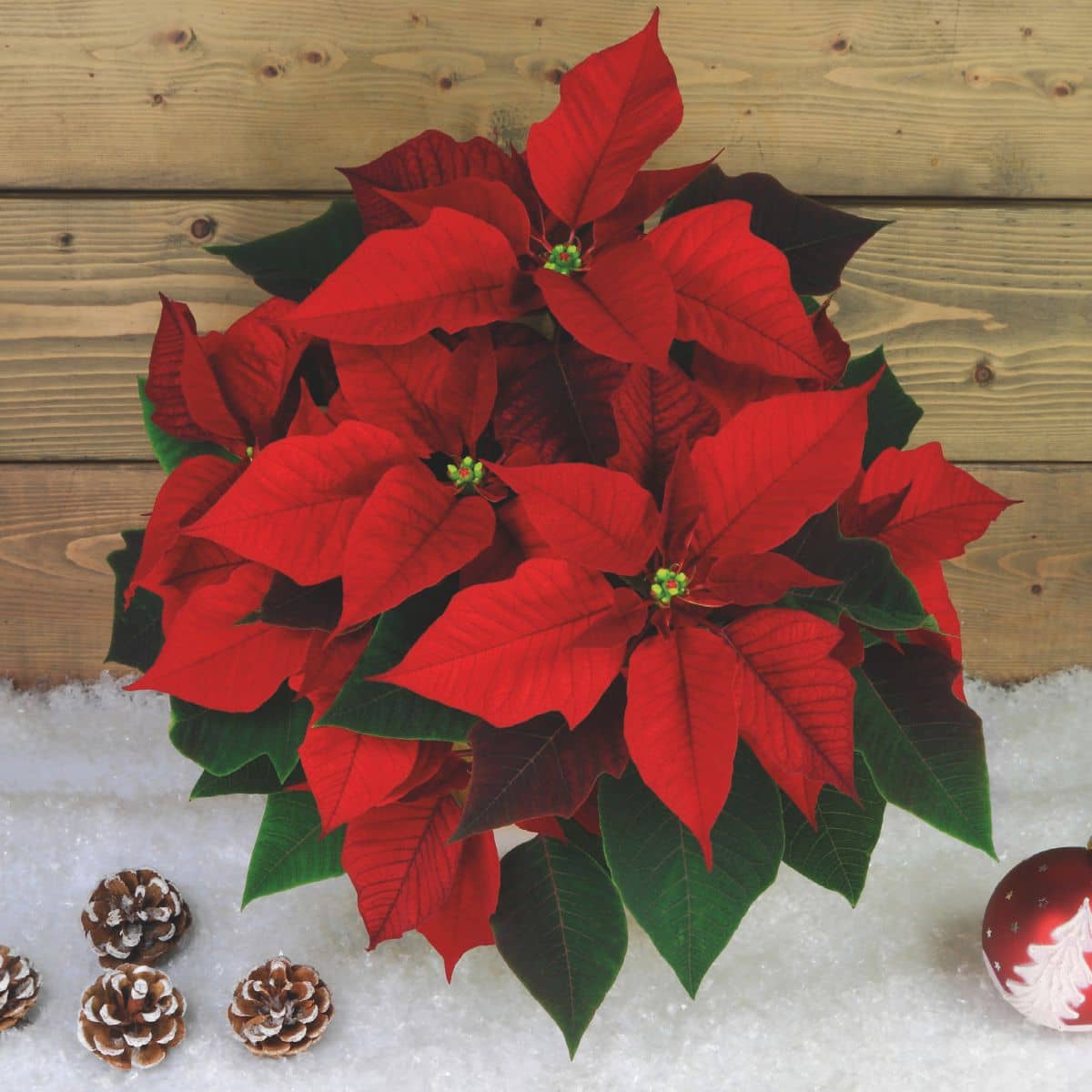 Motiv Foto Weihnachtsstern mit Holzhintergrund auf Schnee