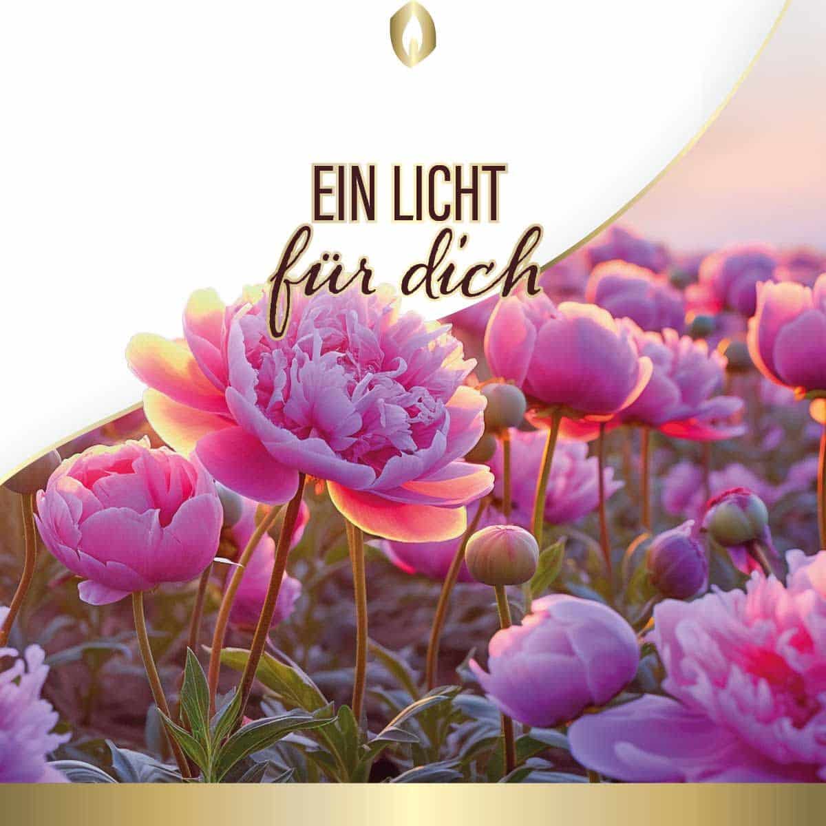 Etikett Hofer Premium 5 Tage Grabkerze, PFINGSTROSE