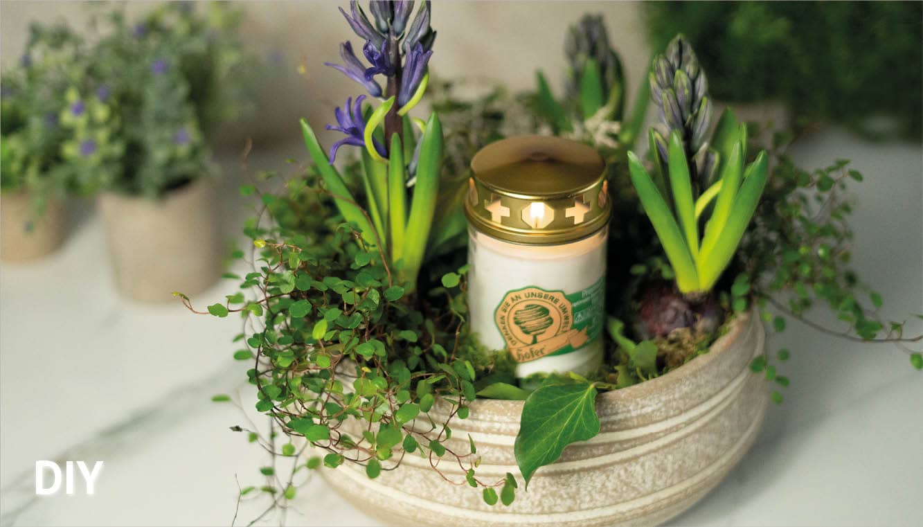 Die Königin der Frühlingsblumen | Dein Grabschmuck für Ostern Grabschmuck für Ostern Pflanzschale Hyazinthen