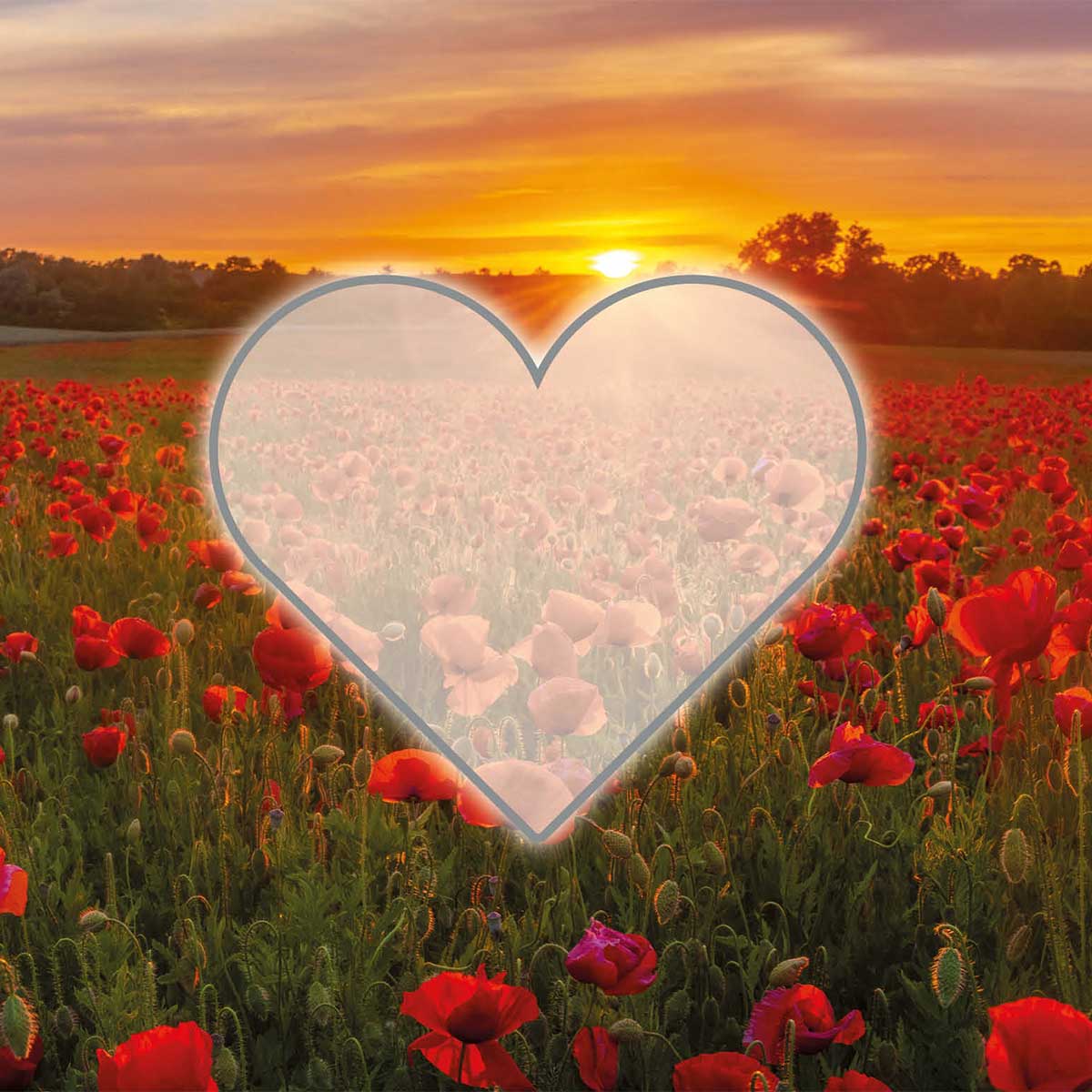 Hofer Premium 7 Tage Grabkerze Herz, MOHNBLUMENFELD Motiv Abbildung Herz auf Mohnblumenfeld mit Sonnenuntergang