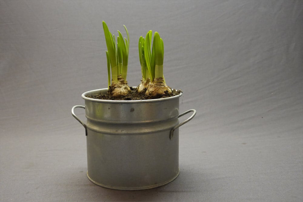 Grabschmuck im Frühling Zinktopf mit Narzissen DIY Schritt 2