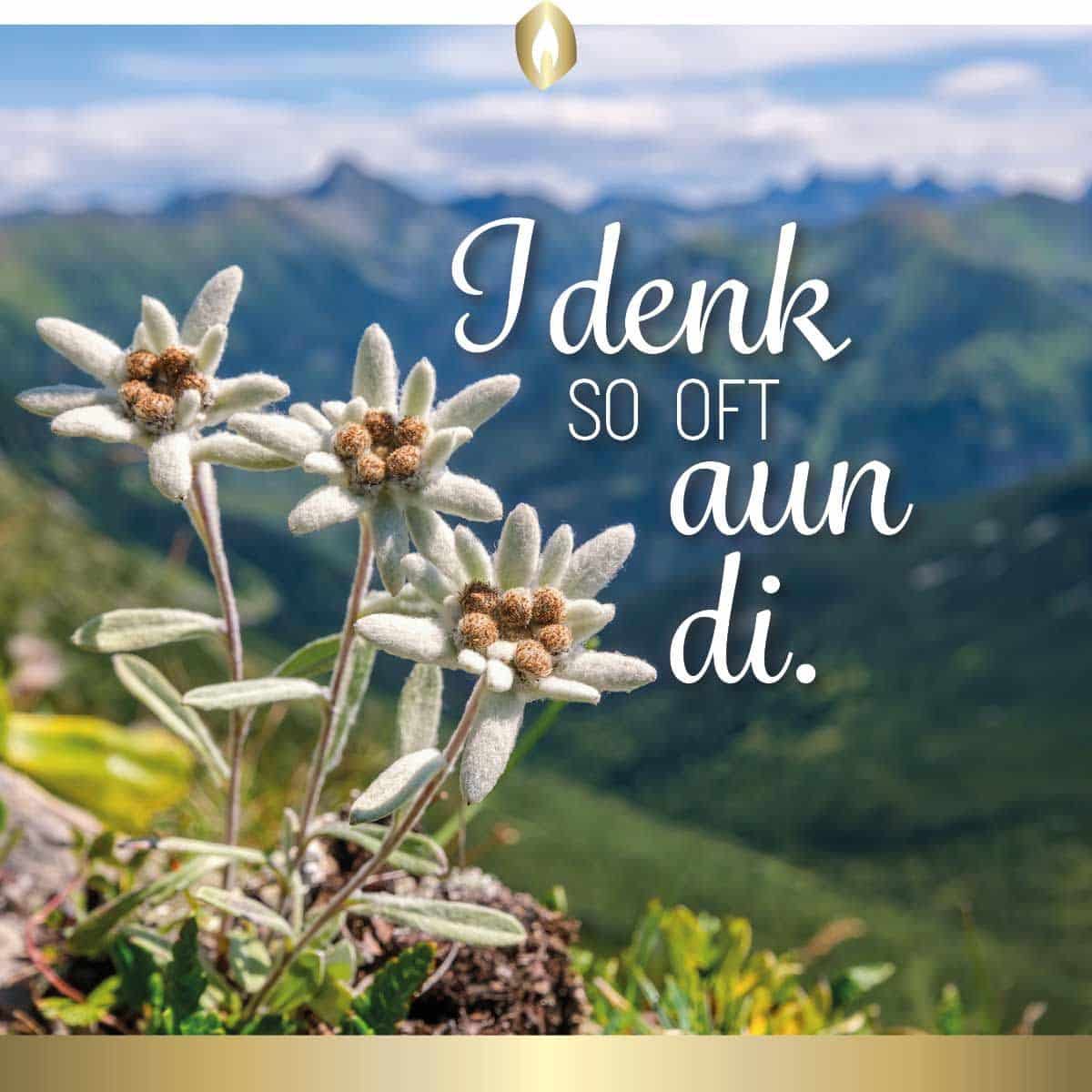 Etikett Hofer Premium 7 Tage Motivlicht I DENK SO OFT AUN DI