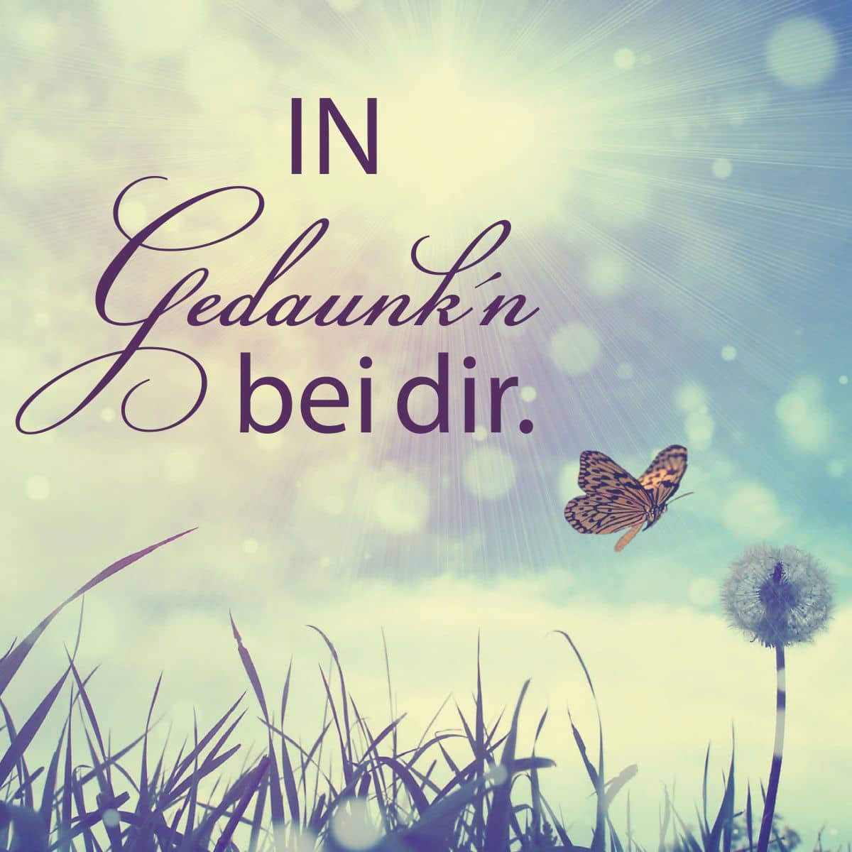 Hofer Premium 4 Tage Grabkerze, IN GEDAUNK'N BEI DIR Hofer Premium 4 Tage Grabkerze, IN GEDAUNK'N BEI DIR