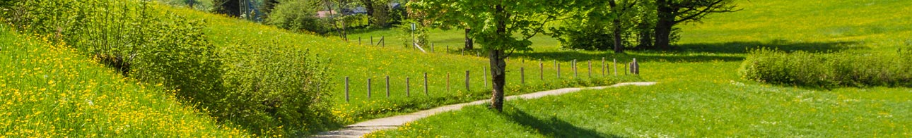 Landschaft blühende Blumen auf einer Wiese