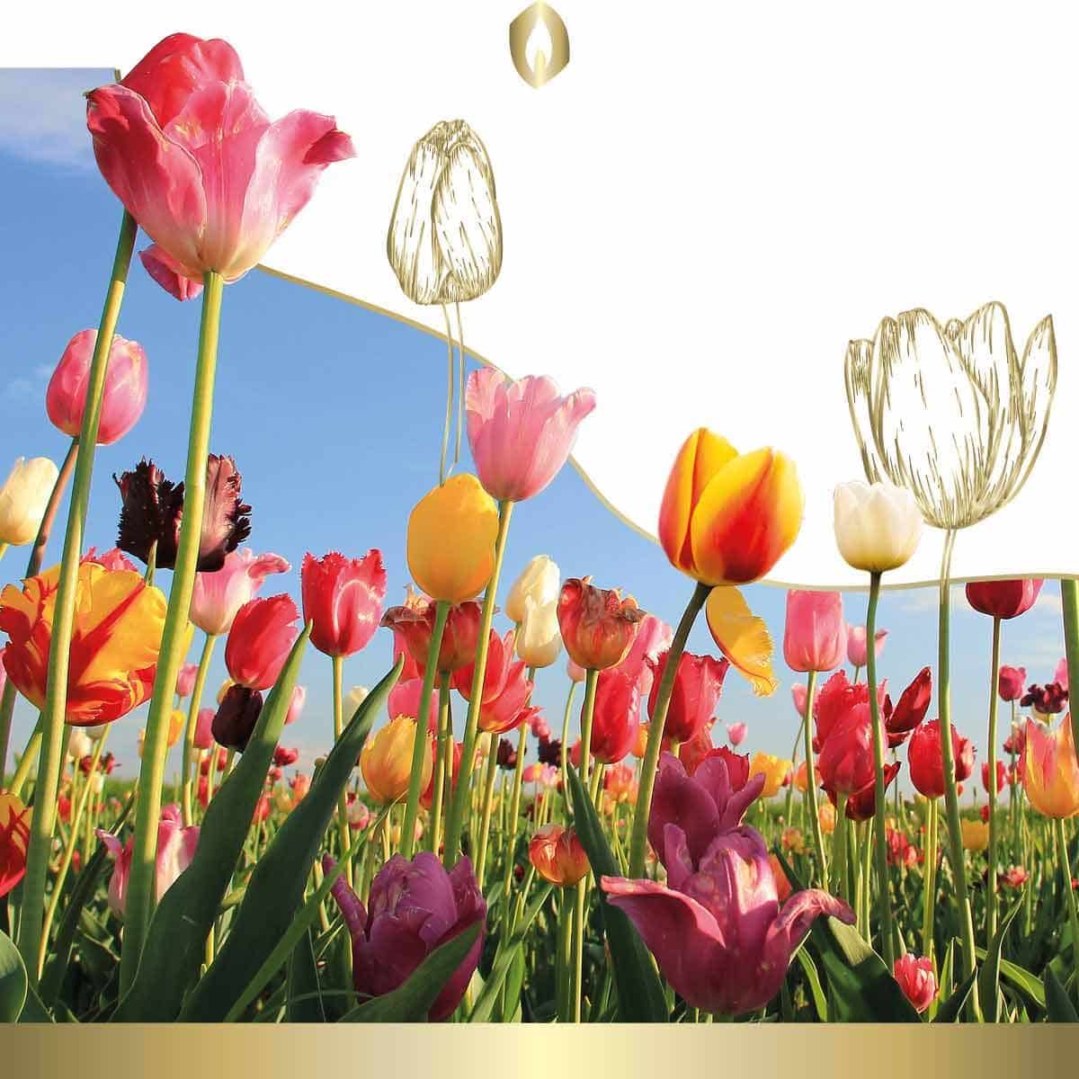 Etikett Hofer Premium 7 Tage Grabkerze, TULPENFELD