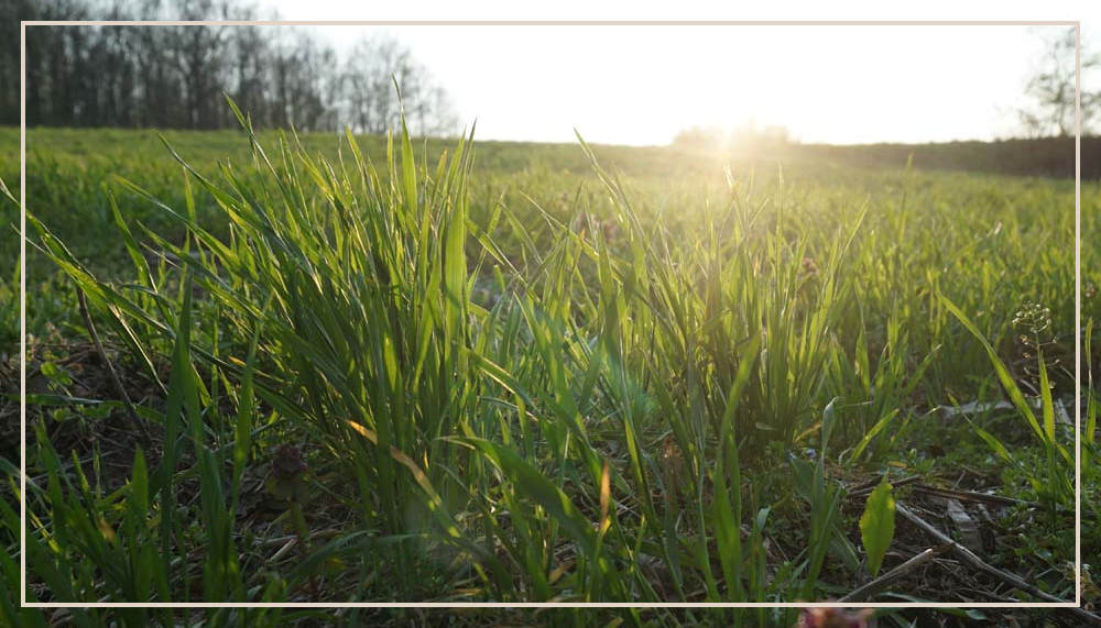 Fridehof auf einer Wiese