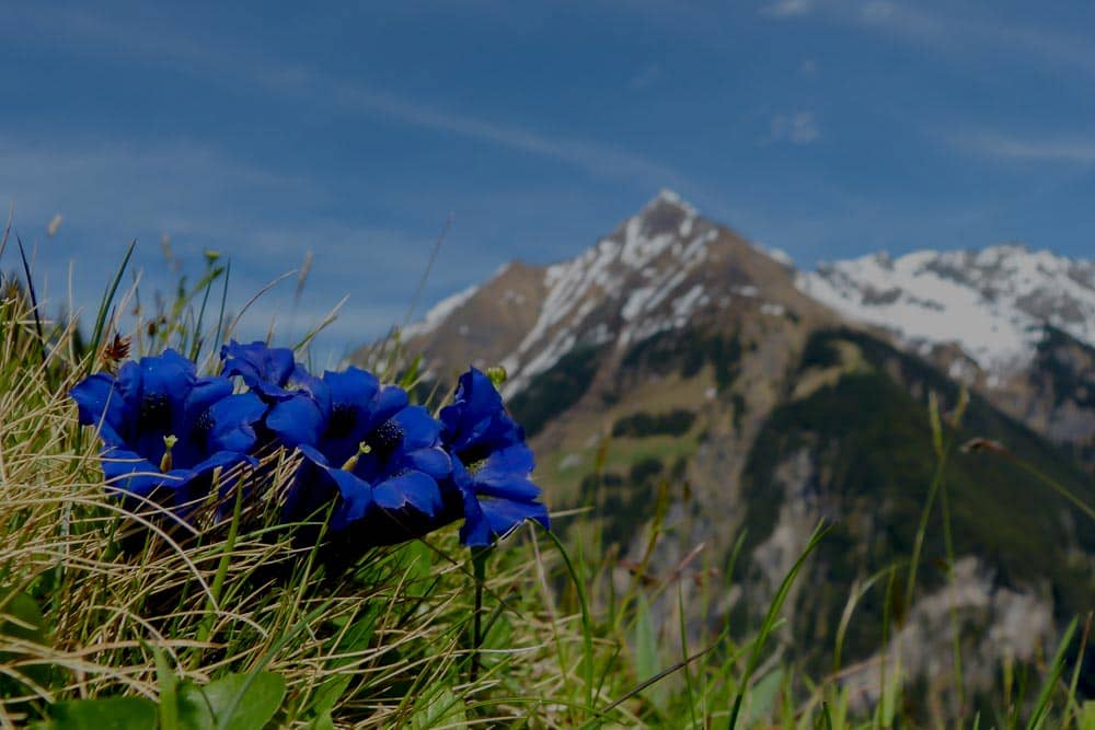 Berglandschaft mit blauen Bergblumen