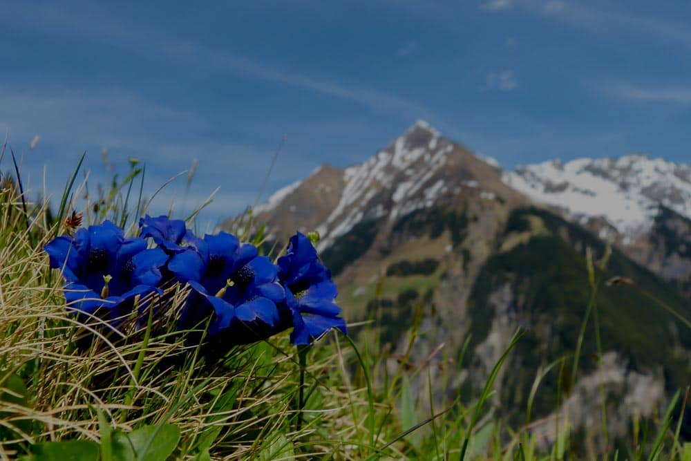 Motiv Premium Mundart 7 Tage Brenndauer Berglandschaft mit blauen Bergblumen